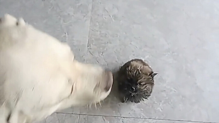 เมื่อลูกหมาที่ฉันเลี้ยงอยากมีลูกหมาเอง