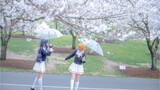 Tomoyo: Of course we have to take photos of Sakura during the cherry blossom season!