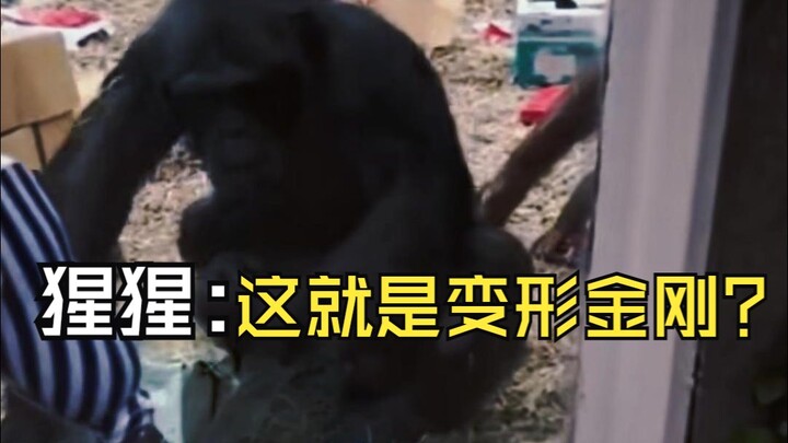 Simpanse: Hah? Manusia sudah berevolusi sampai ke tahap melayang dengan teknologi mekanis?