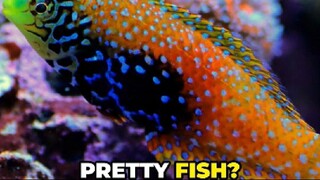 Wrasse: The Reef’s Colorful Clean-Up Crew