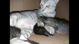 cat celo and her 4 cuties kittens