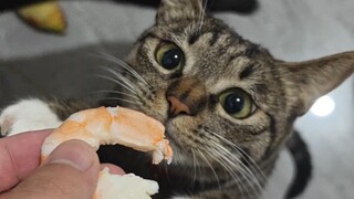 三小只属鸡的🐔