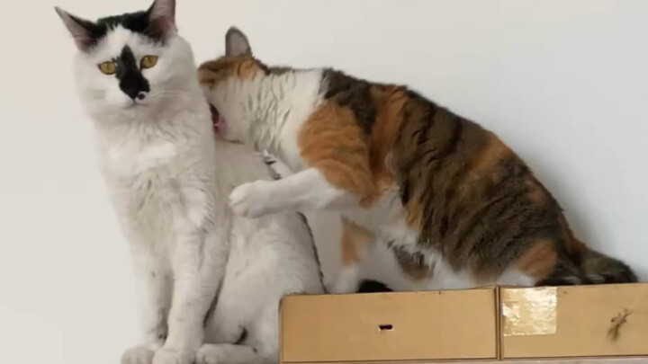 "You're not going to just watch me get bitten, are you?"