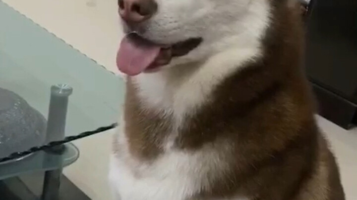 Đã mang về quê rồi