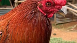 Mclean hatch