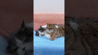 Adorable Cats Hugging Each Other #shorts #kittens #cats #animals #viral #trending