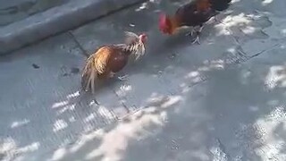 Panalo kapitbahay Talo kapitbahay 2 😂🤟 nakataya ako sa nanalo 🐓🏆