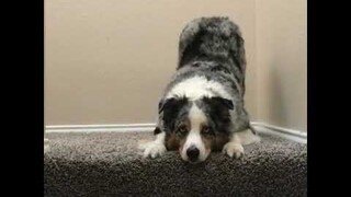 dog make their own way to stay with us 😉 | Dog lifestyle