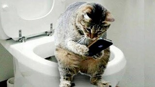 Cats React to Smartphone