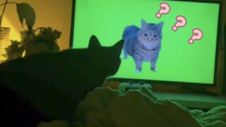 «مهرجان سلوكيات الحيوانات المربكة 341»