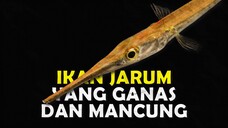 IKAN JARUM AIR TAWAR YANG MEMILIKI BENTUK UNIK UNTUK DIPELIHARA