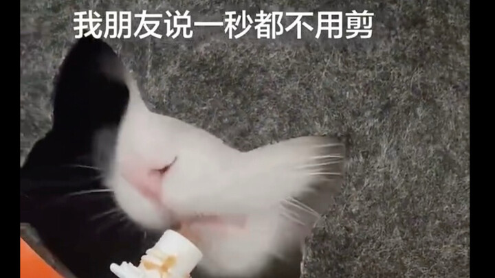 Ten minutes have passed, and the cat treat is unscathed o(^▽^)o