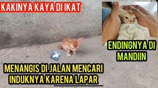 Astagfirullah Anak Kucing Luntang-Lantung Mencari Ibunya Endingnya Bikin Harus Cats Lovers ..!