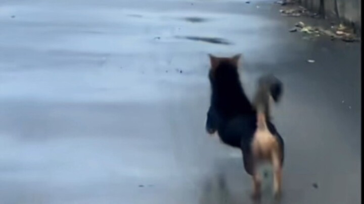 What are these dogs up to when they hang out together?