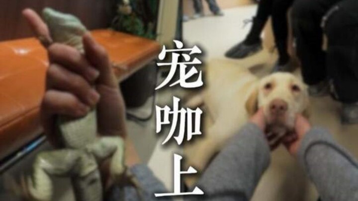 Một ngày đi làm của thú cưng nổi tiếng