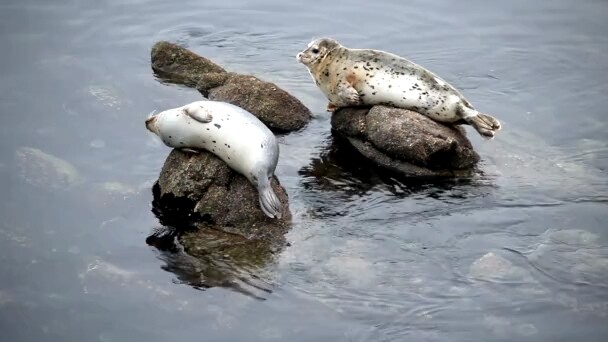 Laut Liaodong, anjing laut totol, kawasan wisata alam anjing laut totol