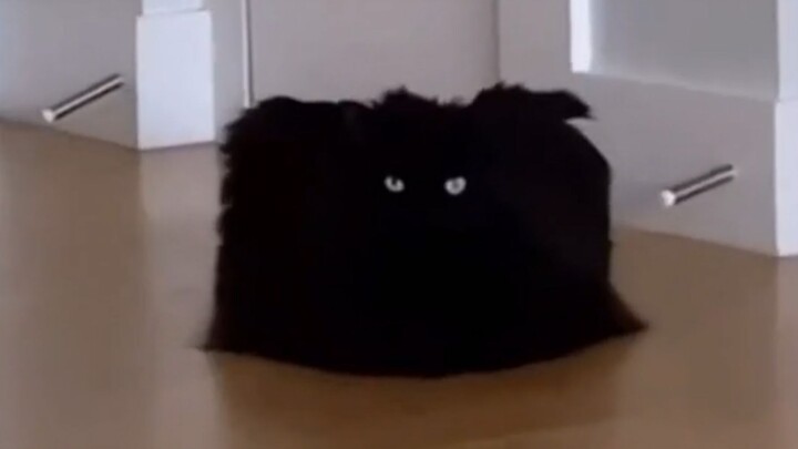 Is this… a piece of cat?