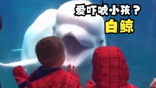 Mengapa paus putih suka menakuti anak-anak?