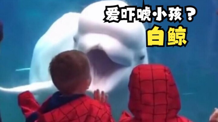 白鲸为什么喜欢吓唬小朋友？