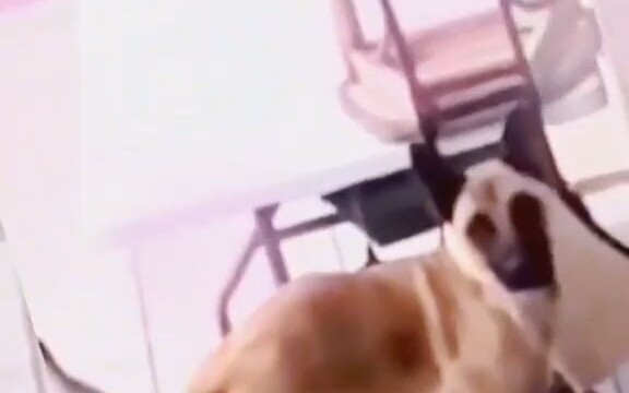 Anjing: Pasti ada kalanya kamu tidak ada, kan~