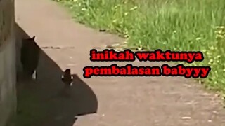 BURUNG YANG SANGAT KEPO