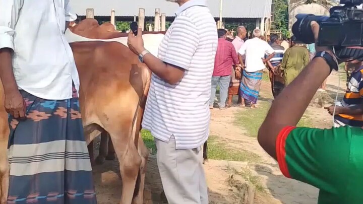 পশু হাটে কৃষি চিত্র শুটিং ভিডিও
