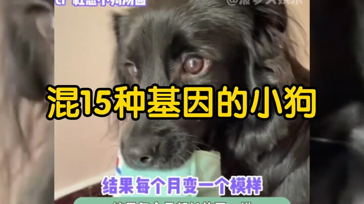 I literally picked up a wolf and brought it home! [A Puppy with 15 Mixed Genes]