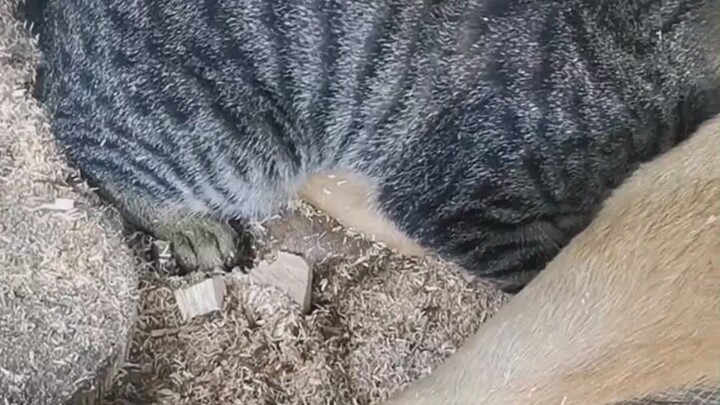 ลูกสาวหมาเลี้ยงต้องดังแน่