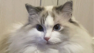 แมวสาวก็ทำจากน้ำเหมือนกัน