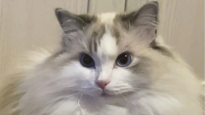 女猫也是水做的