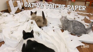 Cat vs toilet paper | LaHa Channel