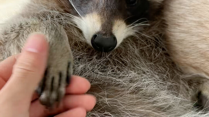 So nice—still haven’t gotten out of bed yet! These two raccoons… #Raccoon