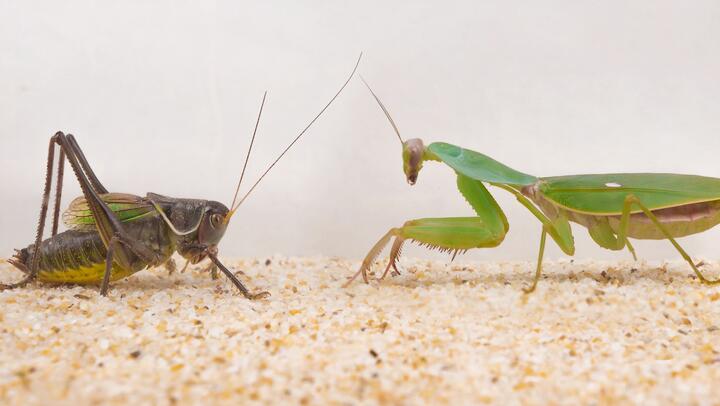 Reptile|Round shield Mantis vs. Grasshopper