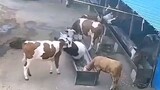 Kelakuan sapi random bet
