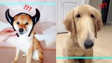 Time Warp Scan TikTok Compilation - Funny Dogs And Cats Reaction