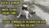 Bikin Nangis Kucing Ini Mau Bangun Cari Makan Tapi Gak Bisa Karena Ada Yang Nabrak..!