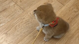 小八嘎从小就犟