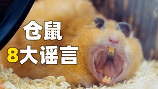 Eight Myths About Hamsters—How Many Have You Heard?