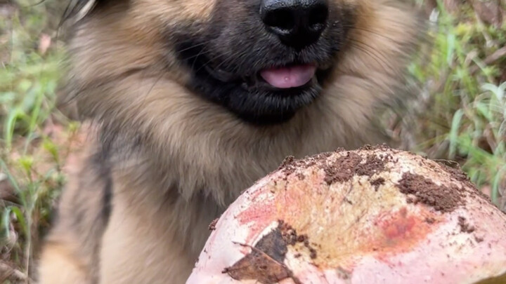 [Mushroom Dog Silly] Video loading—hurry and claim your surprise!