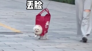 "What to do if you forget to bring your dog leash while walking your dog"