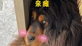 Mengapa Tibetan Mastiff seperti ini?