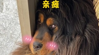 Why is the Tibetan Mastiff like this?