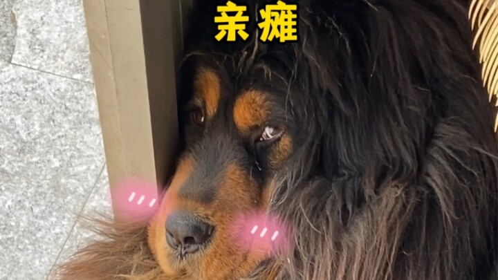 Why is the Tibetan Mastiff like this?