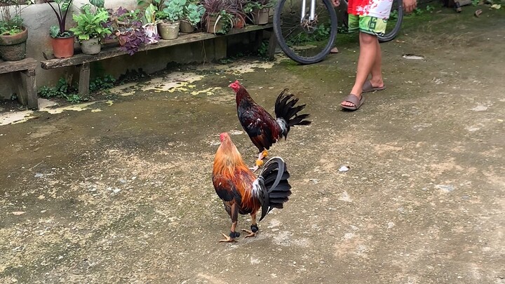 Dan Gray cross Hatch 1x winner vs 5k sweater X Golden Boy Sweater