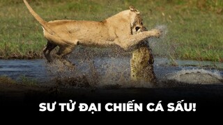 Sư tử và cá sấu đánh nhau vì ... thưởng tết