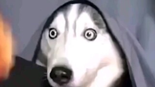 Husky: Aku bukan bodoh! Aku hanya agak dungu...