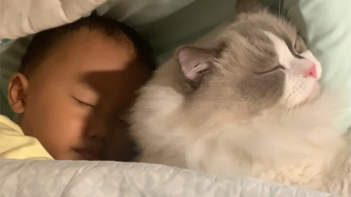 How a cat repaid its owner over six years… Watch this and you’ll see: If you never abandon your pet,