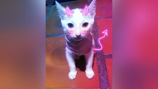 CapCut Một chiếc mèo cá mập baby shark đến từ 67 An Giang 😍😍❤cat 67angiang#meocute babyshark#meomeo