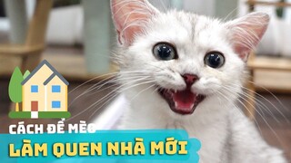 Cách Để Mèo Con LÀM QUEN VỚI NHÀ MỚI 🏠 ✅ | Mèo Về Nhà Mới Bỏ Ăn & Kêu Nhiều