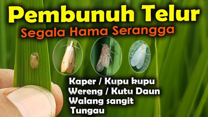 OBAT PEMBUNUH TELUR UNTUK SEMUA JENIS HAMA SERANGGA